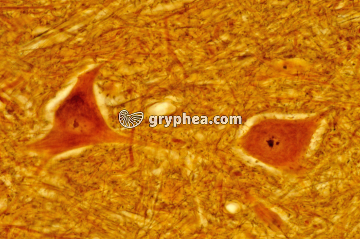 Moelle épinière x160 - gryphea.com